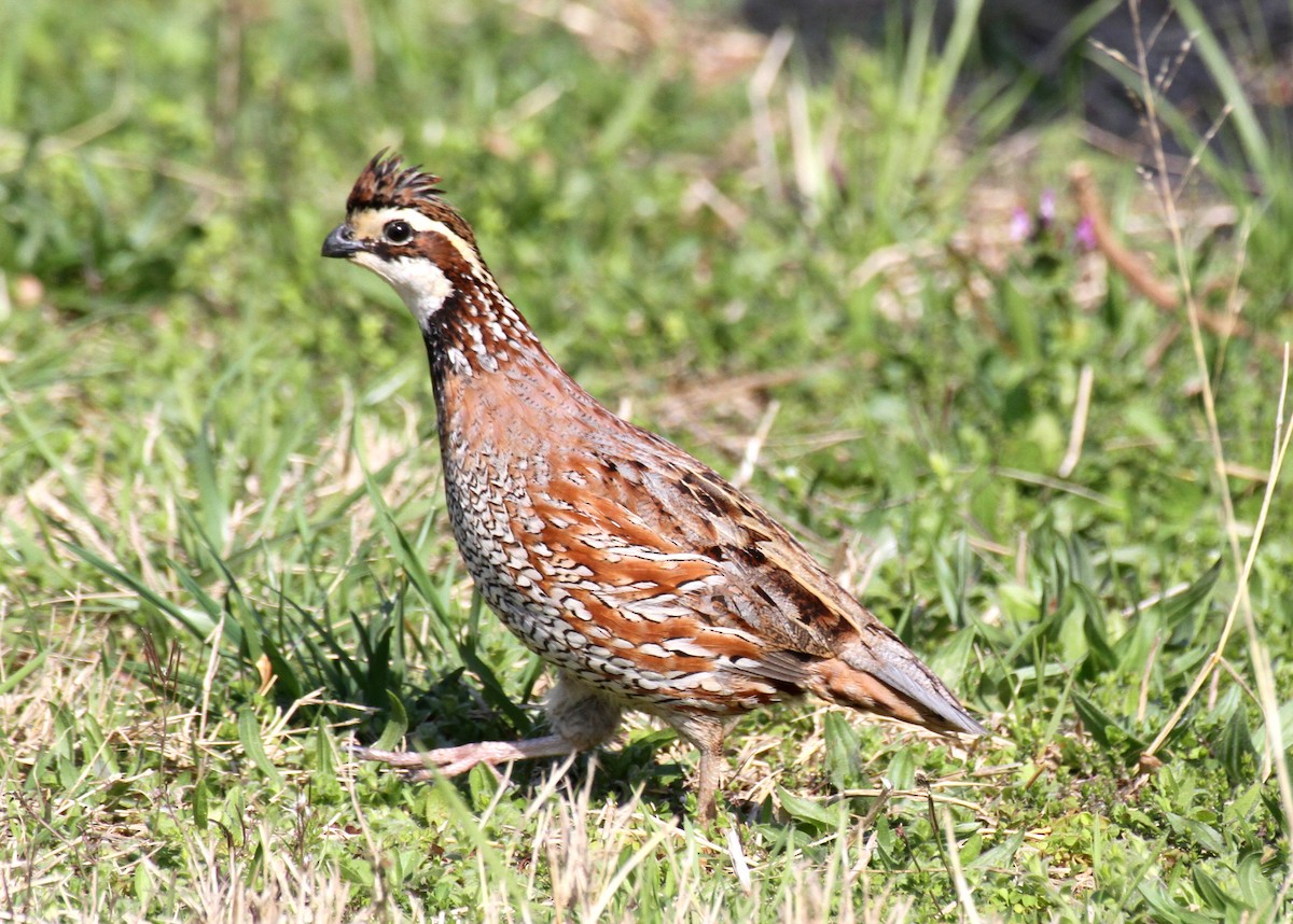 Northern Bobwhite - ML623676275