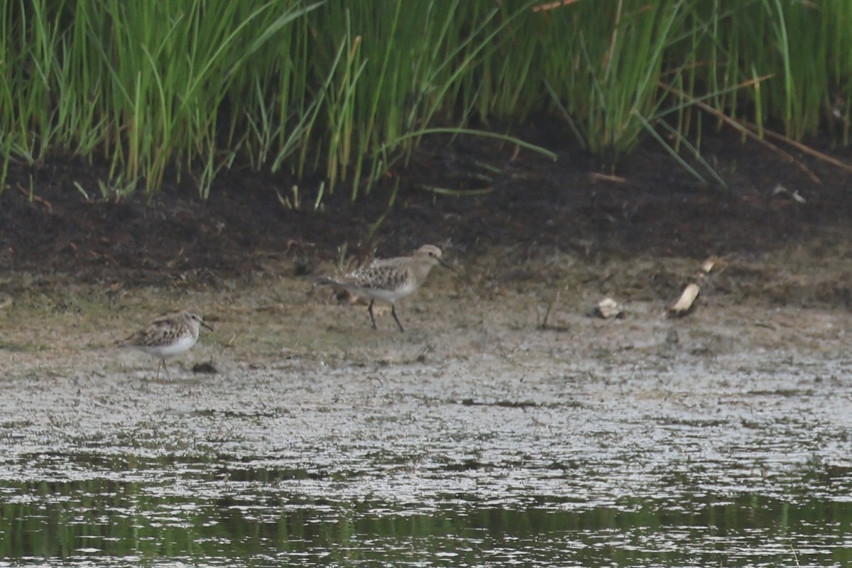 Baird's Sandpiper - ML623676303