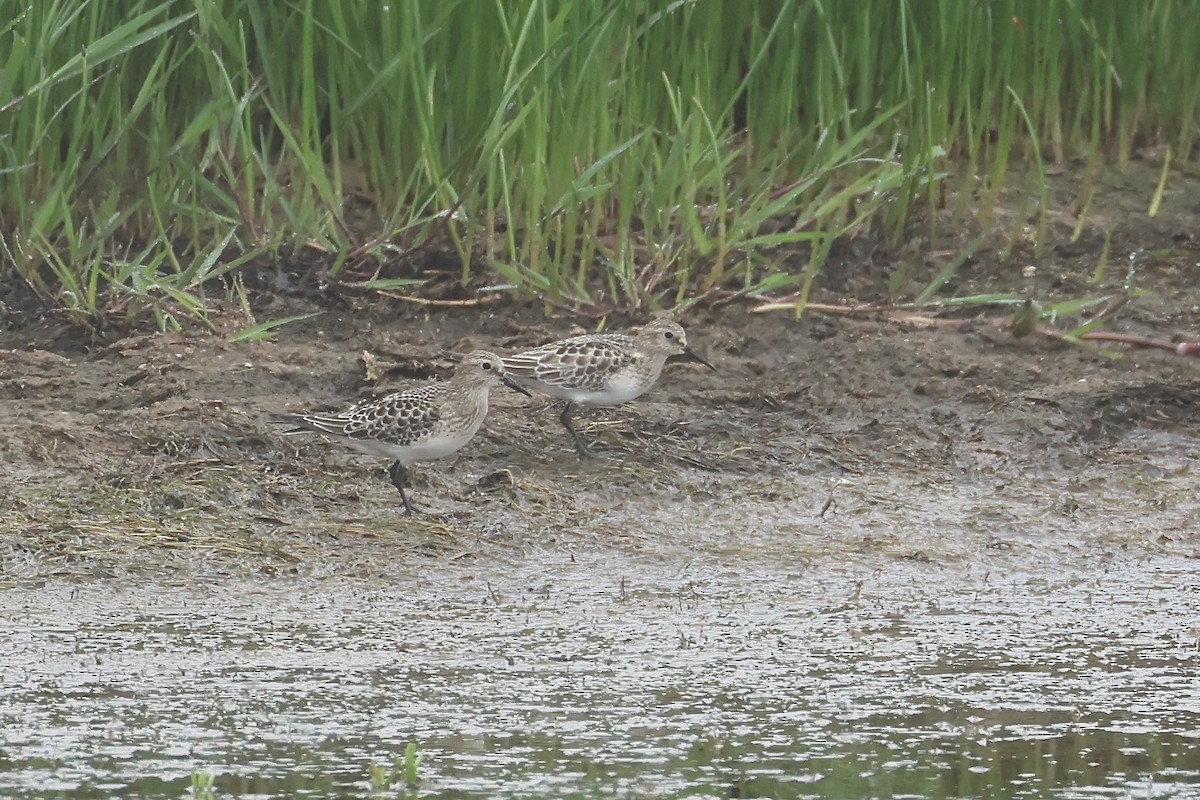 Baird's Sandpiper - ML623676304