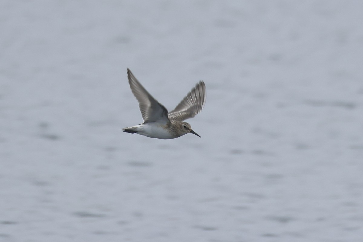 Baird's Sandpiper - ML623676310