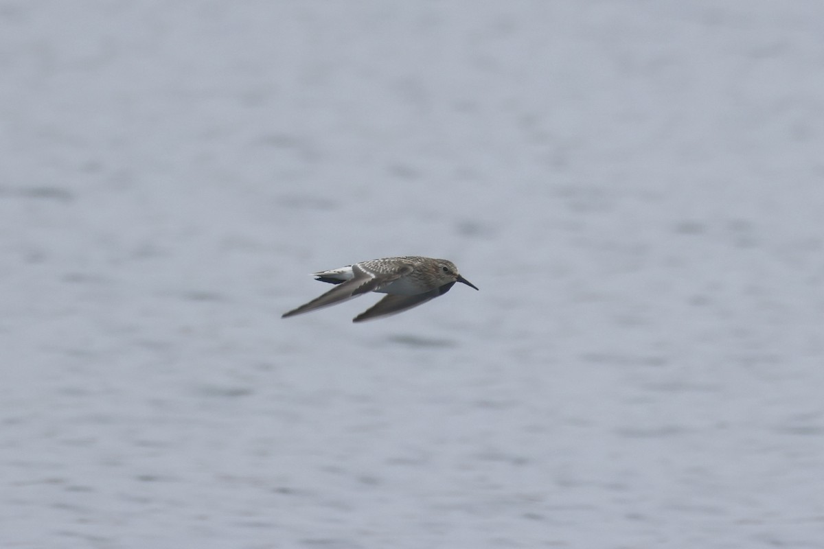 Baird's Sandpiper - ML623676313