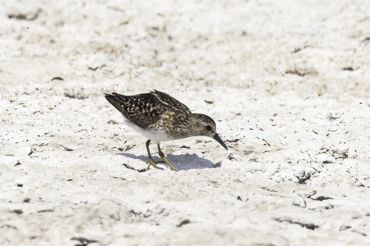 Least Sandpiper - ML623676343