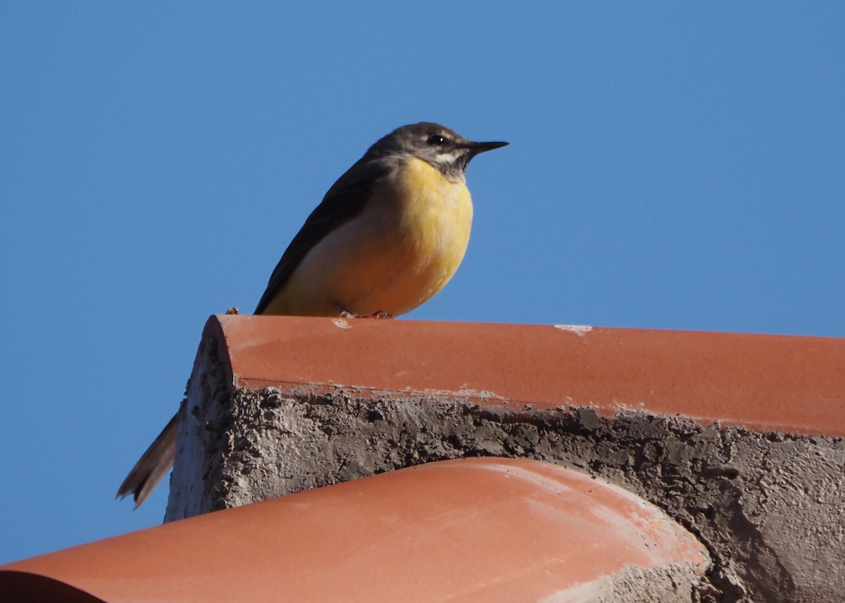 Gray Wagtail - ML623676348