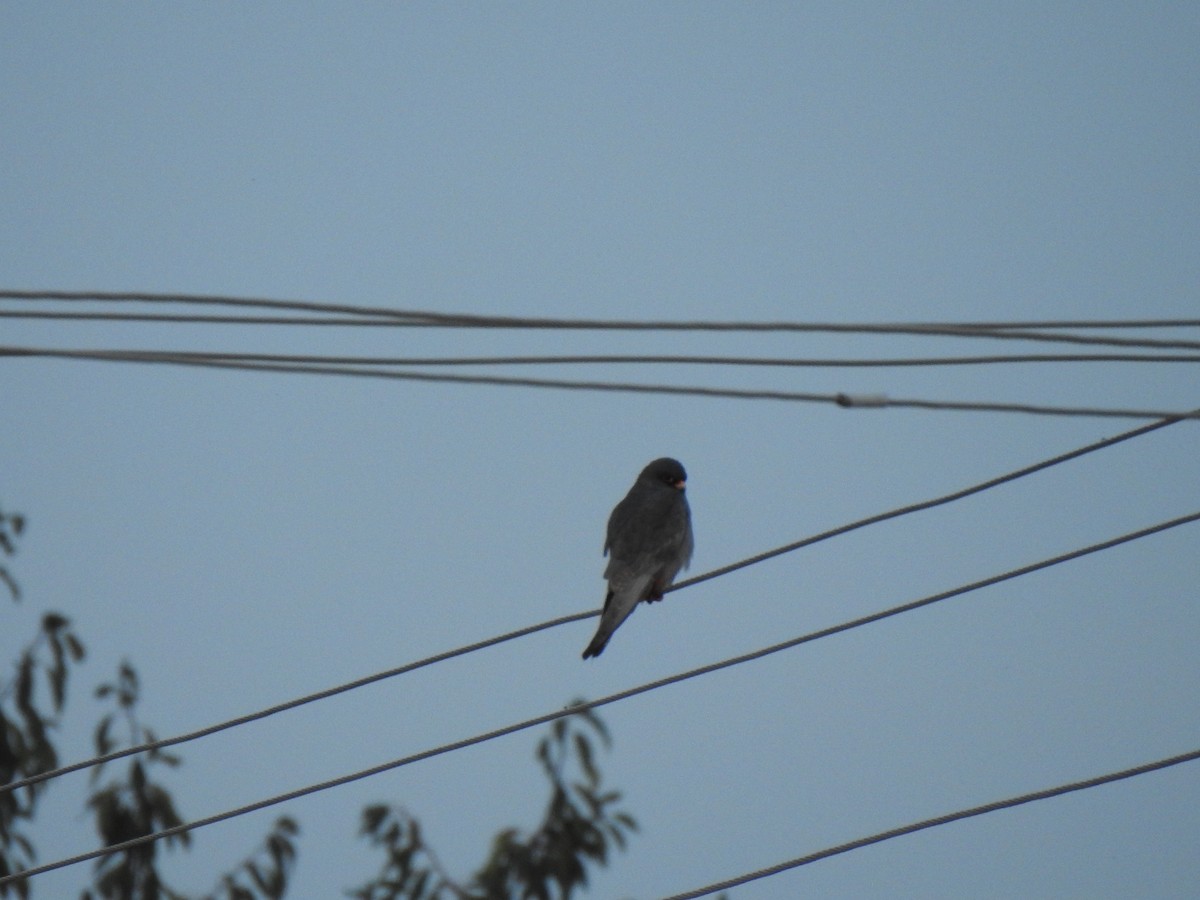 Red-footed Falcon - ML623676392