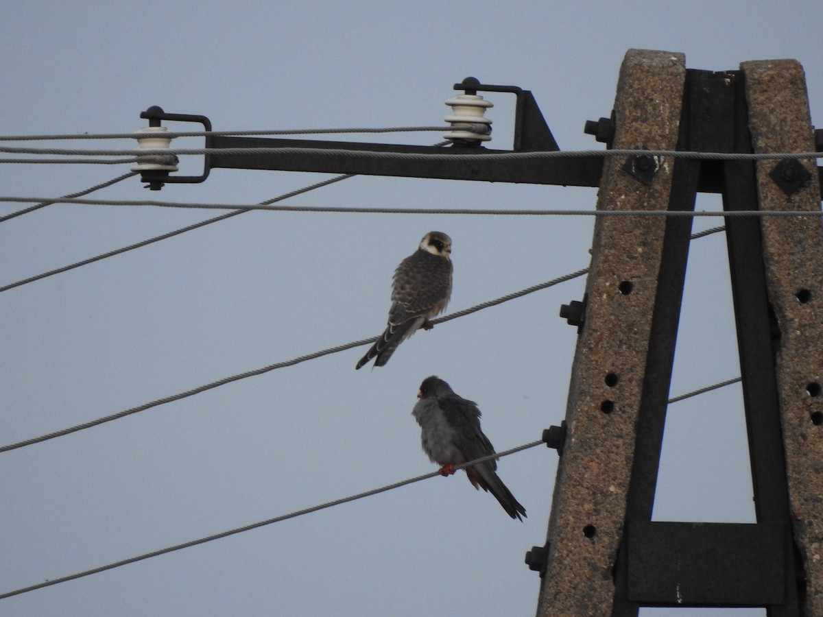 Red-footed Falcon - ML623676393