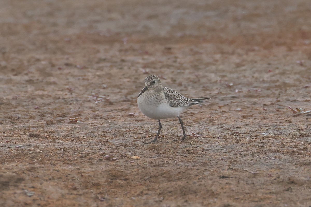 Baird's Sandpiper - ML623676395