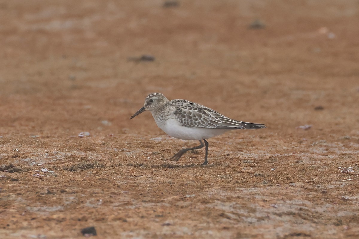 Baird's Sandpiper - ML623676398