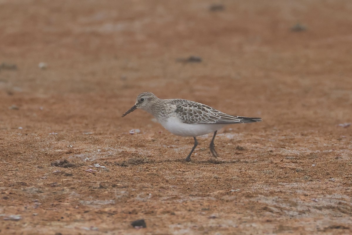 Baird's Sandpiper - ML623676399