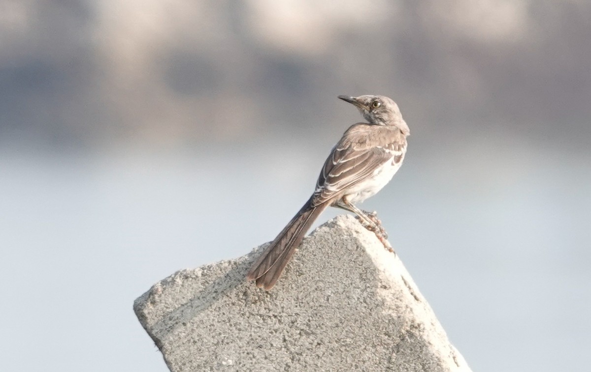 Northern Mockingbird - ML623676403