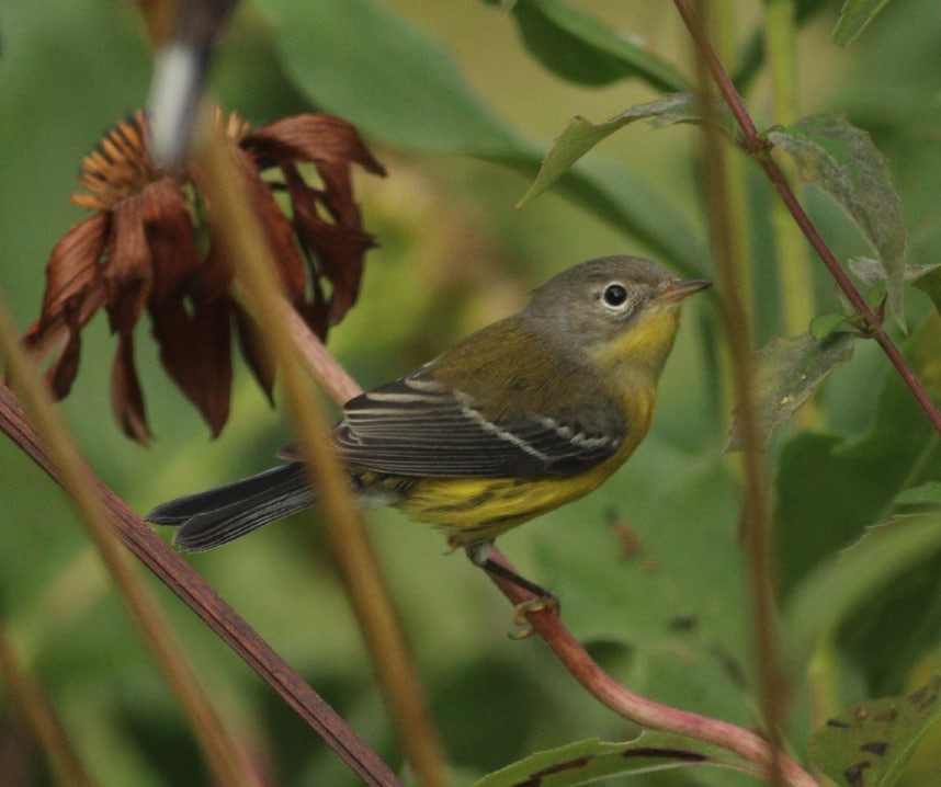 Magnolia Warbler - ML623676419