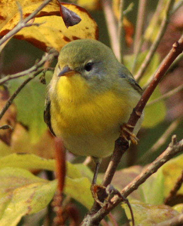 Northern Parula - ML623676423