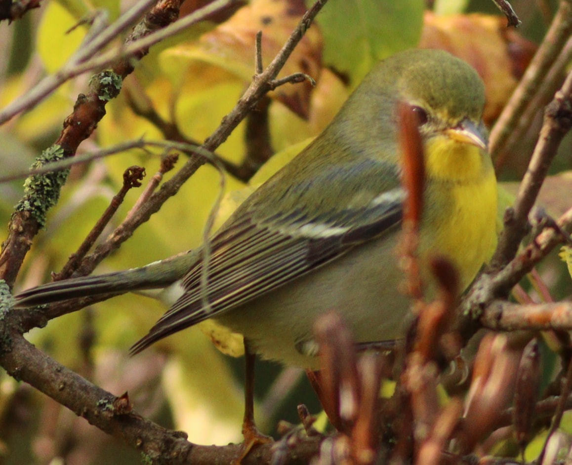 Northern Parula - ML623676424