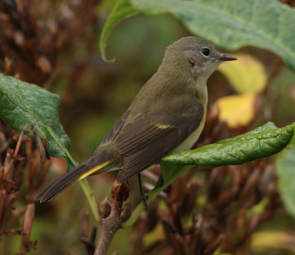 American Redstart - ML623676436