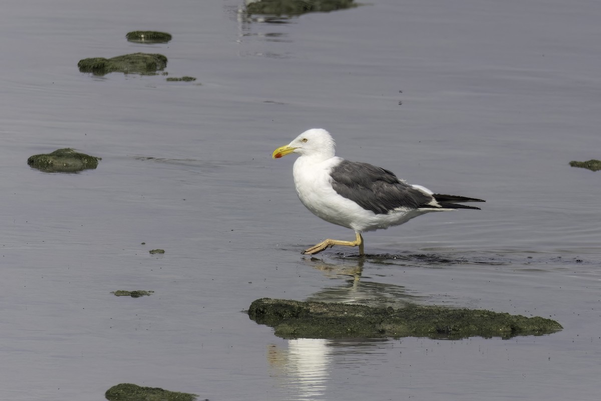 Yellow-footed Gull - ML623676447