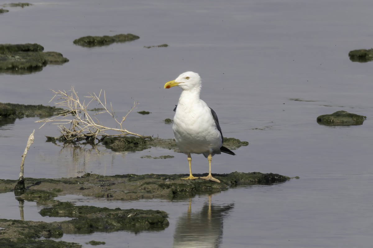 Yellow-footed Gull - ML623676449