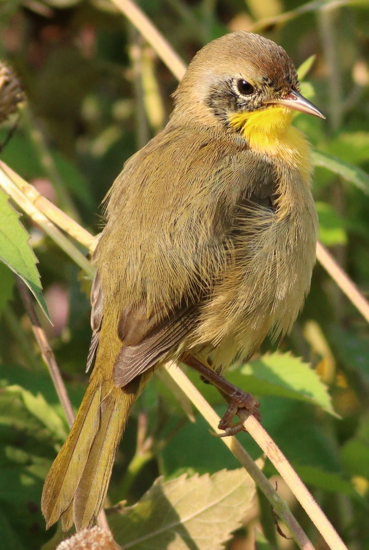 Common Yellowthroat - ML623676450