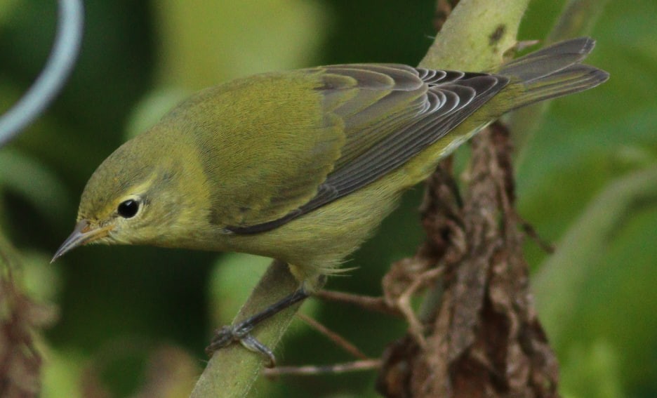 Tennessee Warbler - ML623676454