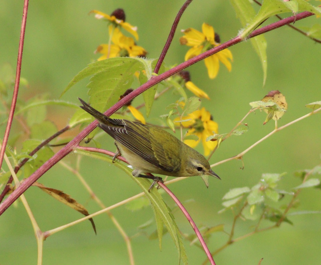 Tennessee Warbler - ML623676455