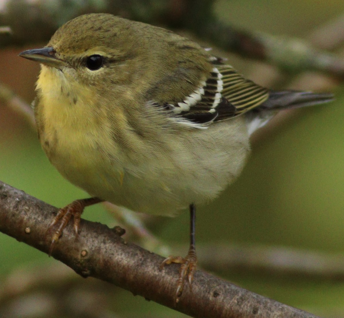 Blackpoll Warbler - ML623676467