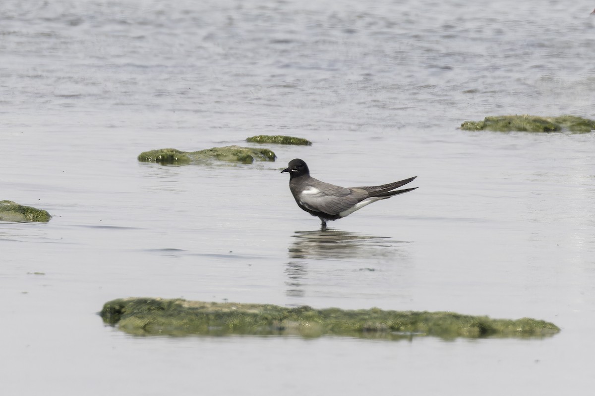 Black Tern - ML623676519