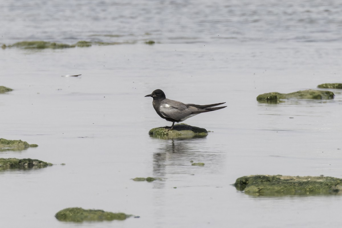 Black Tern - ML623676520