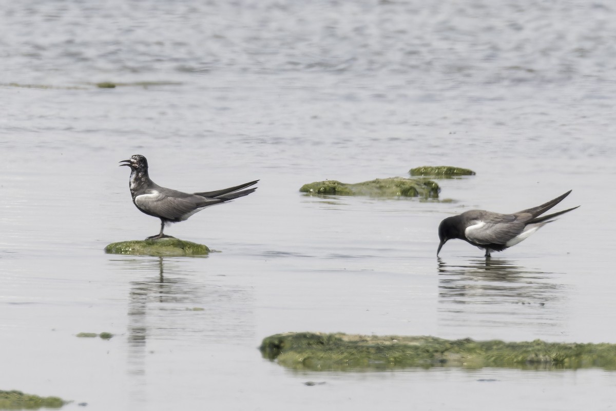 Black Tern - ML623676521