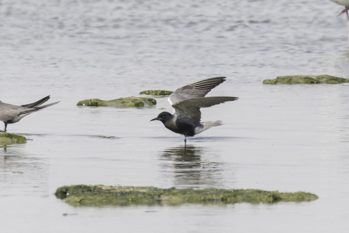 Black Tern - ML623676522