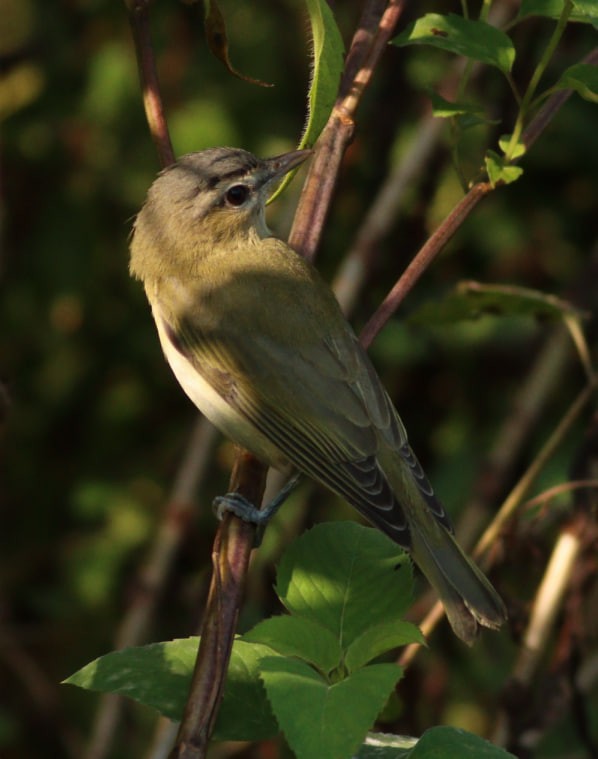 Red-eyed Vireo - ML623676527