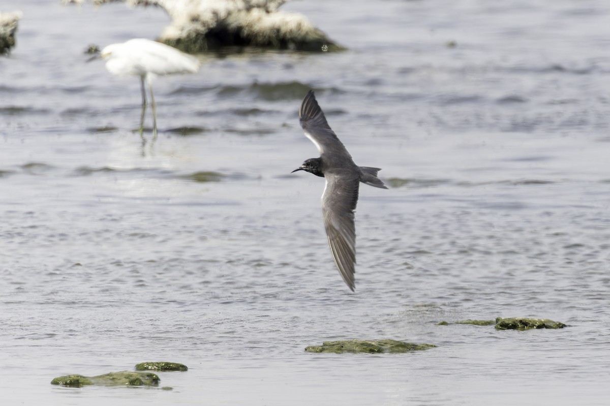 Black Tern - ML623676539