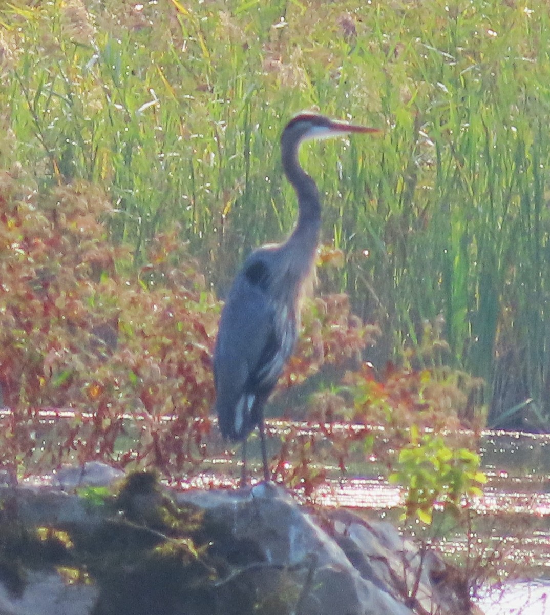 Great Blue Heron - ML623676544