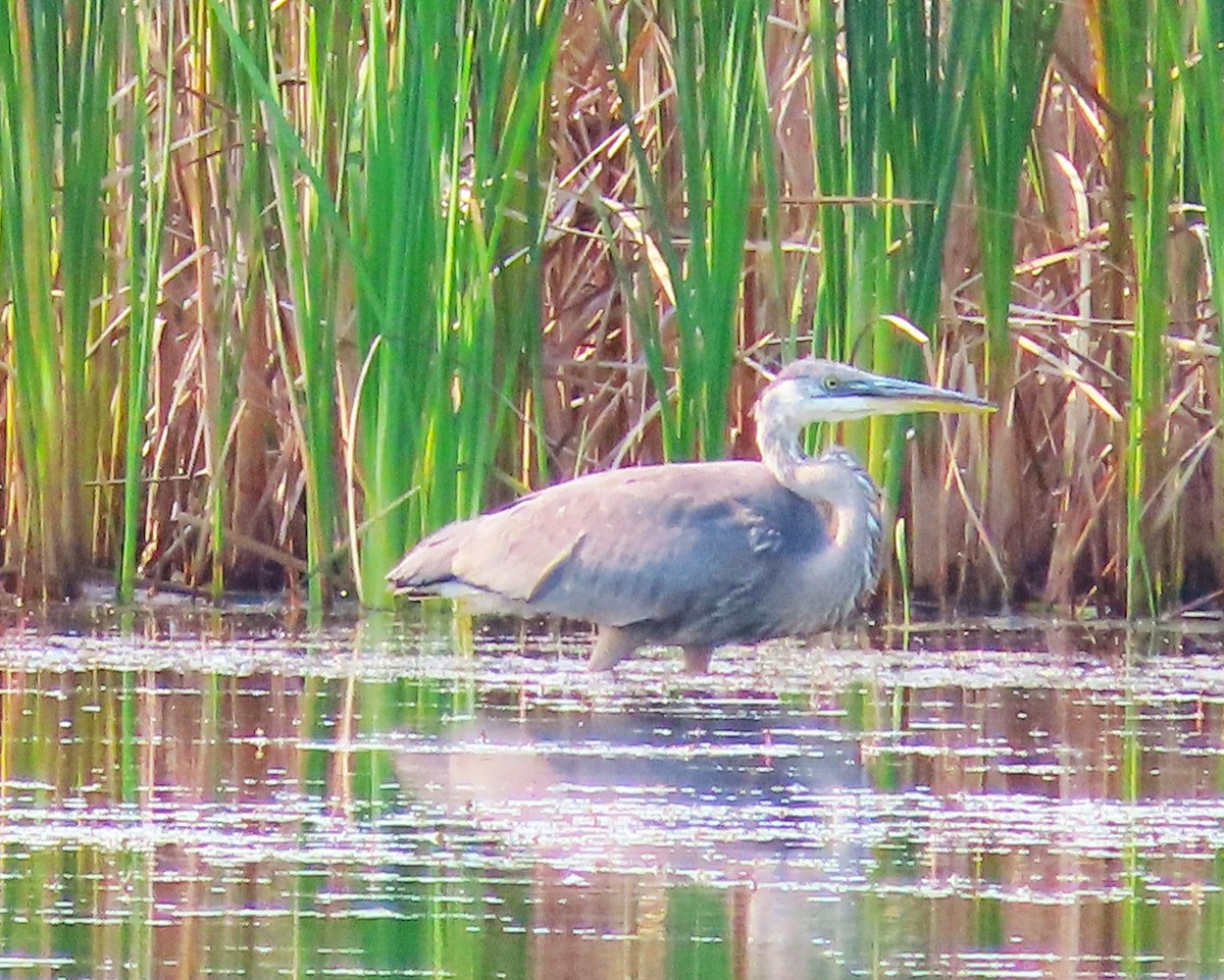 Great Blue Heron - ML623676556