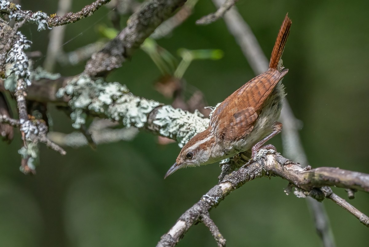 Carolina Wren - ML623676566