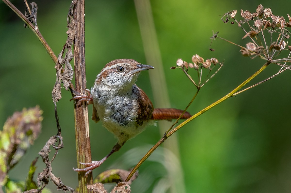 Carolina Wren - ML623676567