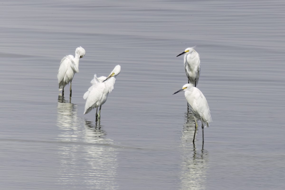 Snowy Egret - ML623676570