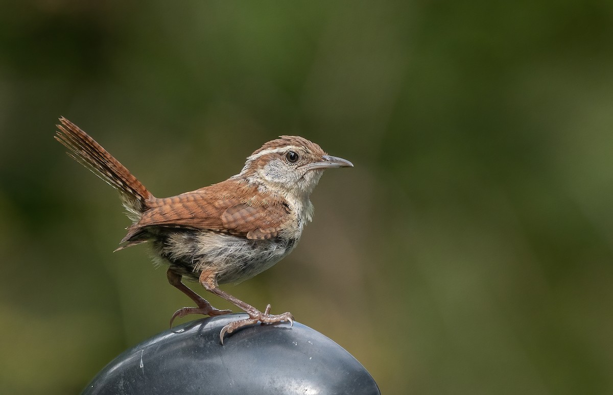 Carolina Wren - ML623676575