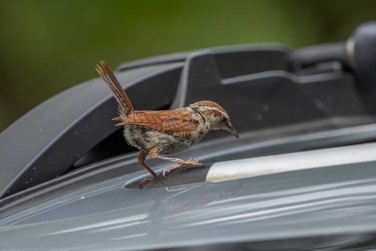 Carolina Wren - ML623676582