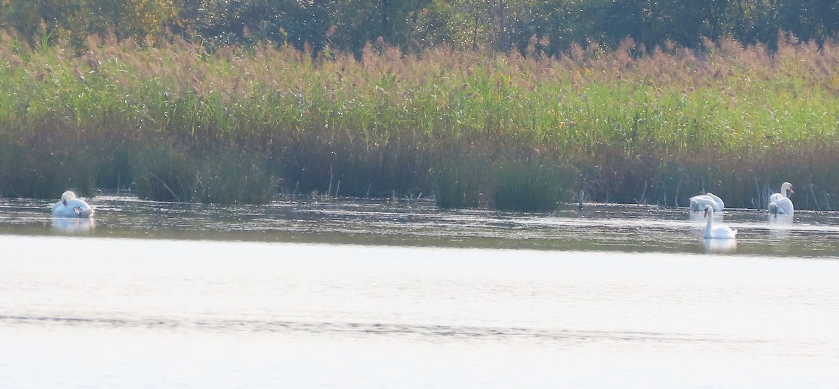 Mute Swan - ML623676585