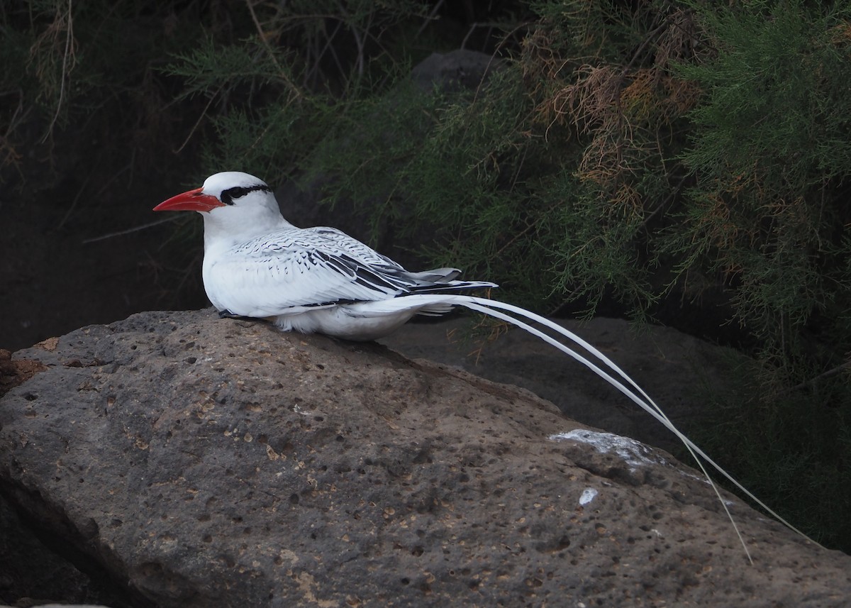 Red-billed Tropicbird - ML623676629