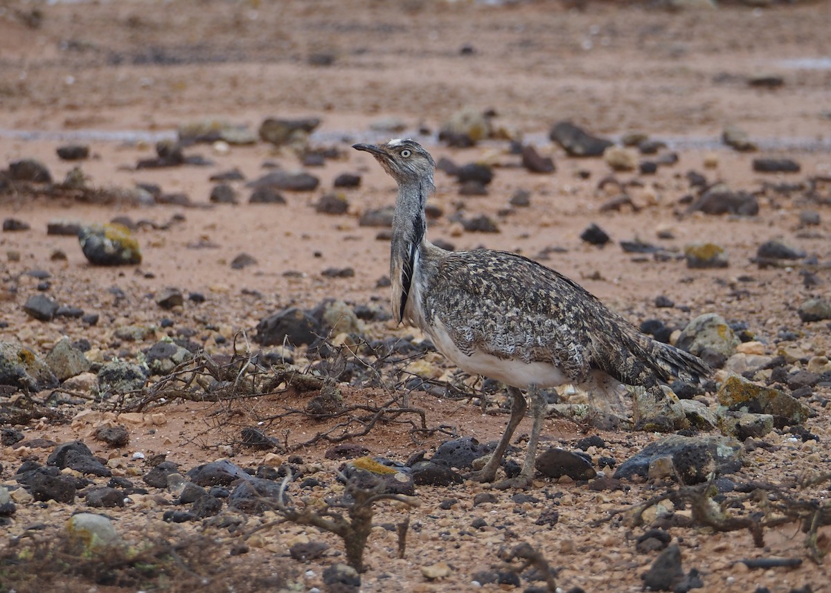 Houbara Bustard (Canary Is.) - ML623676644