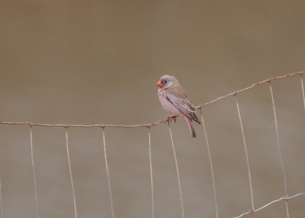 Trumpeter Finch - ML623676666