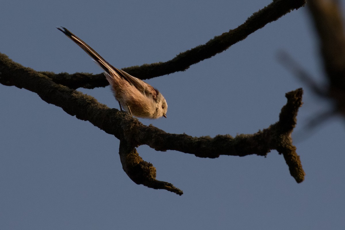 Long-tailed Tit - ML623676707