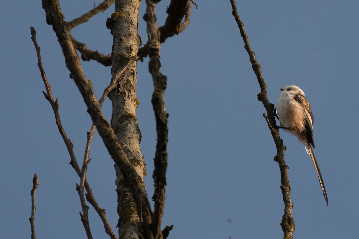 Long-tailed Tit - ML623676708