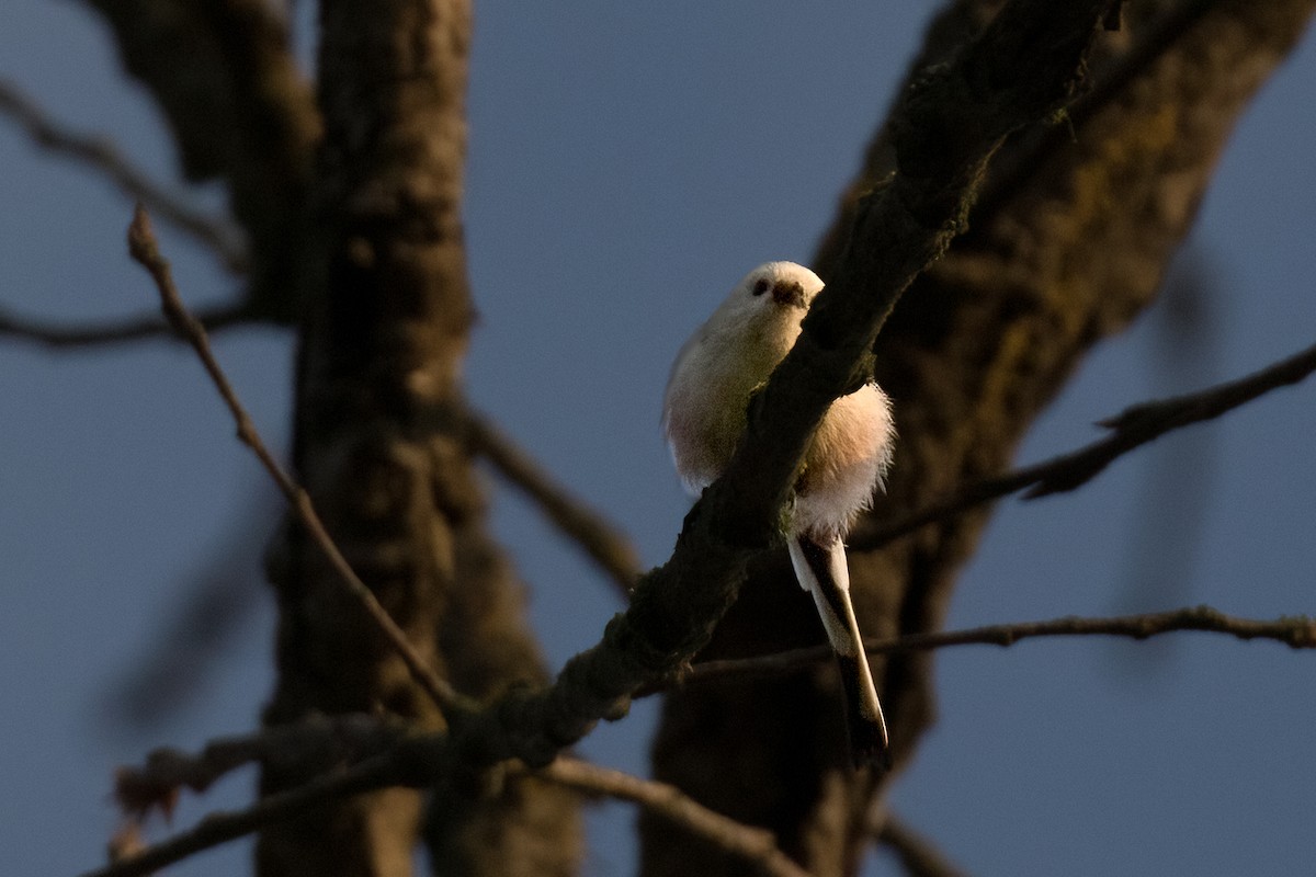 Long-tailed Tit - ML623676709