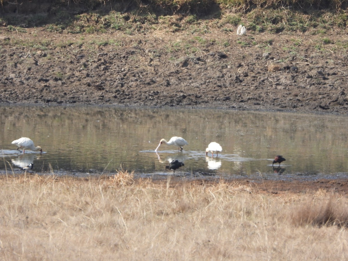 African Spoonbill - ML623676738