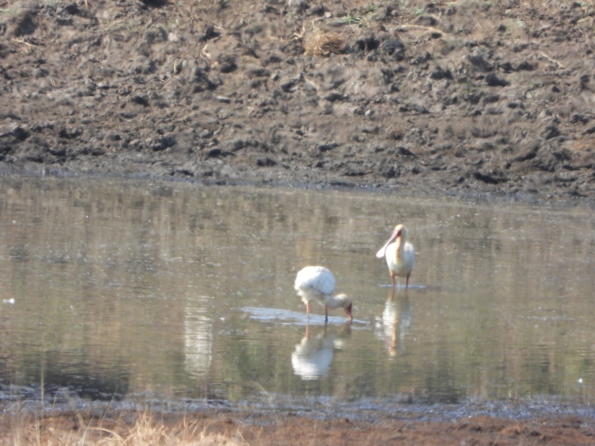 African Spoonbill - ML623676739