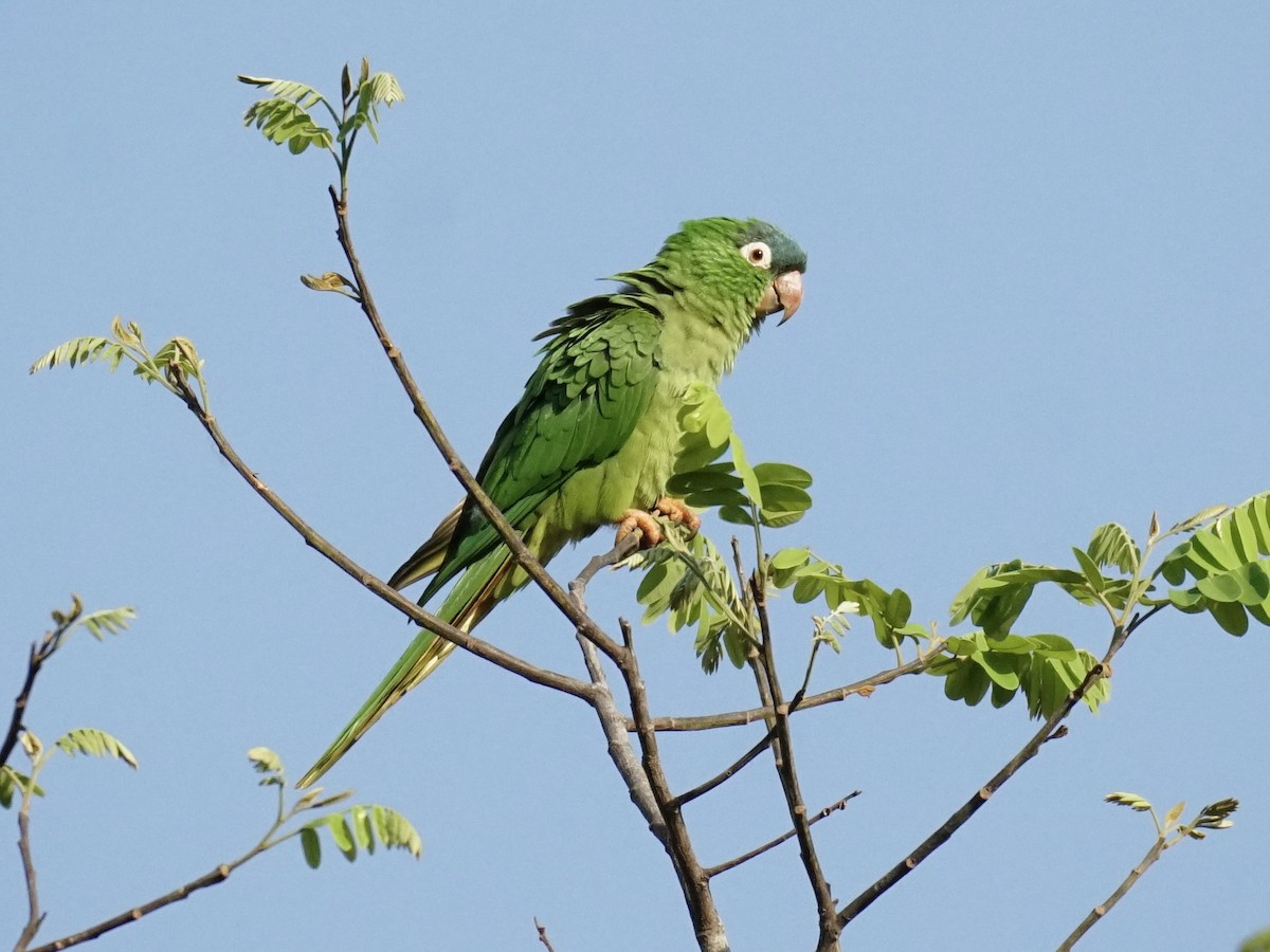 Blue-crowned Parakeet - ML623676775