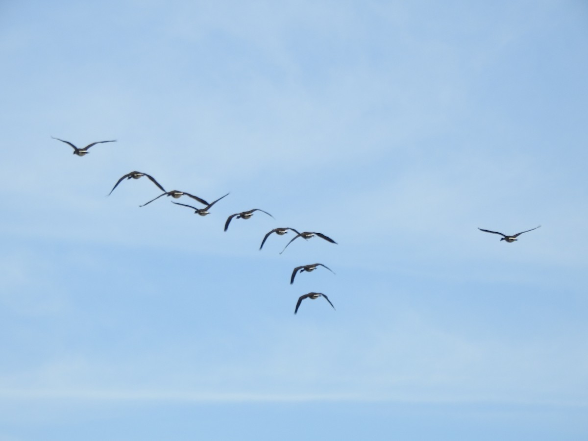 Canada Goose - Ron Marek