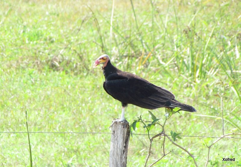 Lesser Yellow-headed Vulture - ML623676857