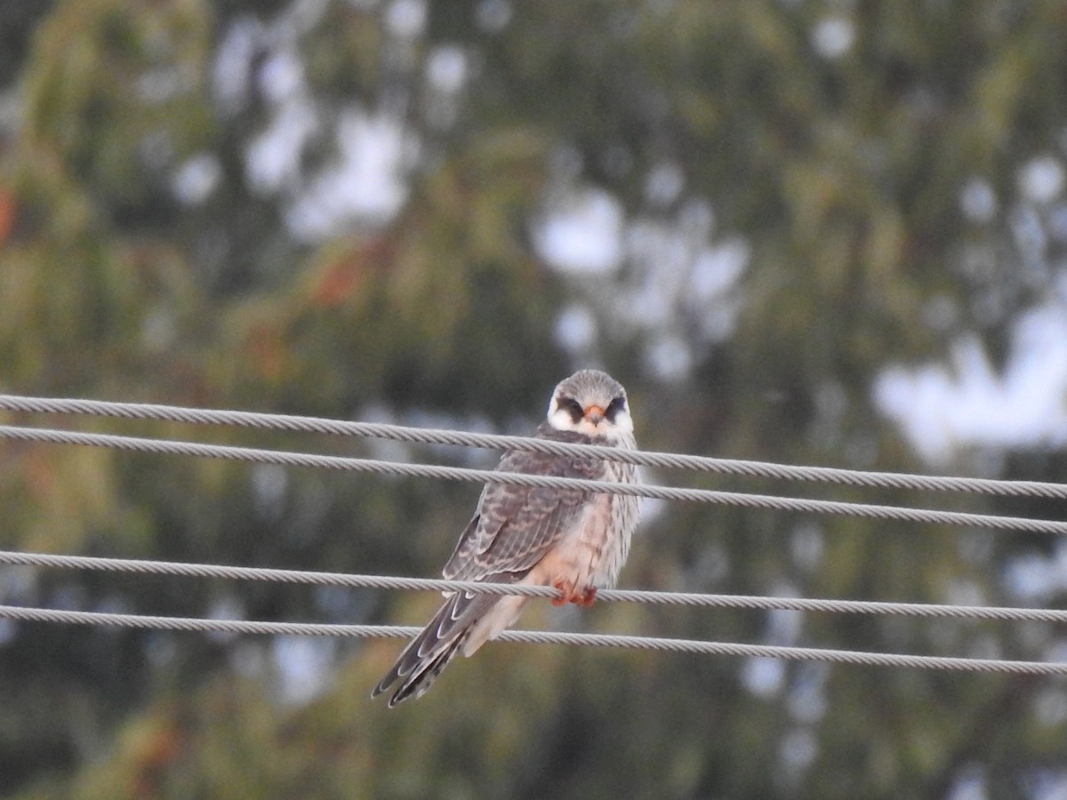 Red-footed Falcon - Waldek Gustaw