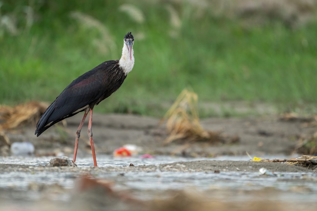 Asian Woolly-necked Stork - ML623676872